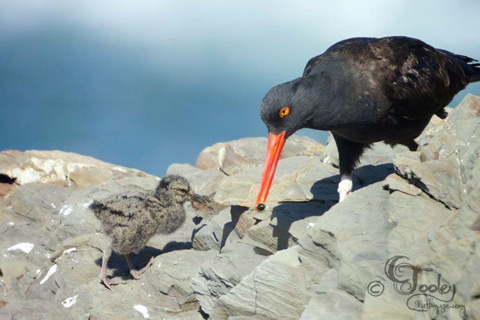 Black Oystercatcher and chick. Photo by Craig Tooley