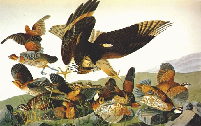Bobwhite, by John James Audubon (1785 - 1851)