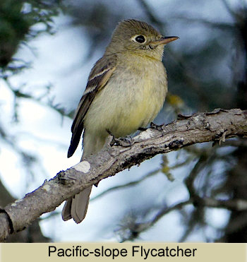pacific slope flycatcher