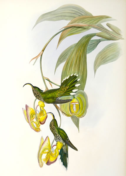 Sicklebill Hummingbird, by John Gould (1804 - 1881)