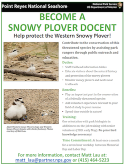Snowy Plover flyer