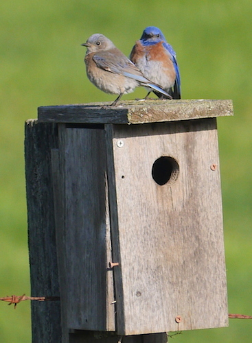 Western Bluebird Box